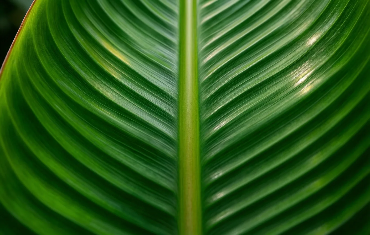 Botanical texture